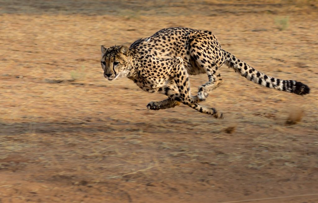cheetah-running-full-speed-in-Africa | Engineer Calcs