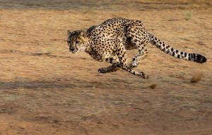 cheetah running full speed in Africa