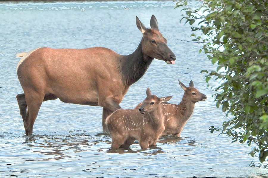 baby animals trying to survive